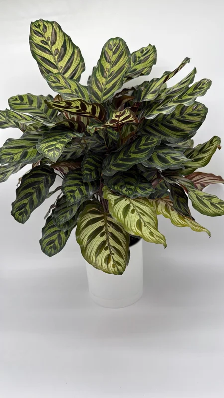 Calathea Makoyana Live Plant – 6 inch Pot – Pet-Safe Indoor Houseplant - Image 3