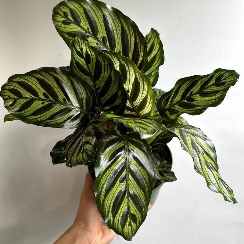Calathea Makoyana Live Plant – 6 inch Pot – Pet-Safe Indoor Houseplant - Image 4