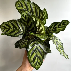 Calathea Makoyana Live Plant – 6 inch Pot – Pet Safe Indoor Houseplant - Image 4