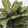 Calathea Makoyana Live Plant – 6 inch Pot – Pet-Safe Indoor Houseplant - Image 1