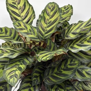 Calathea Makoyana Live Plant – 6 inch Pot – Pet-Safe Indoor Houseplant - Image 1