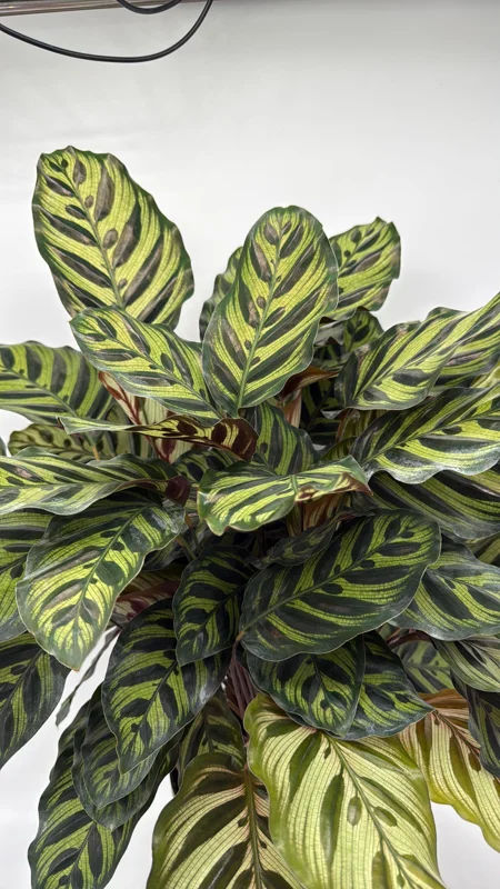 Calathea Makoyana Live Plant – 6 inch Pot – Pet-Safe Indoor Houseplant - Image 1