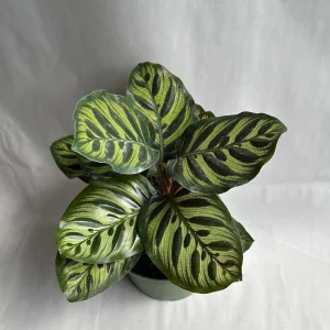 Calathea Makoyana Live Plant – 6 inch Pot – Pet-Safe Indoor Houseplant - Image 5