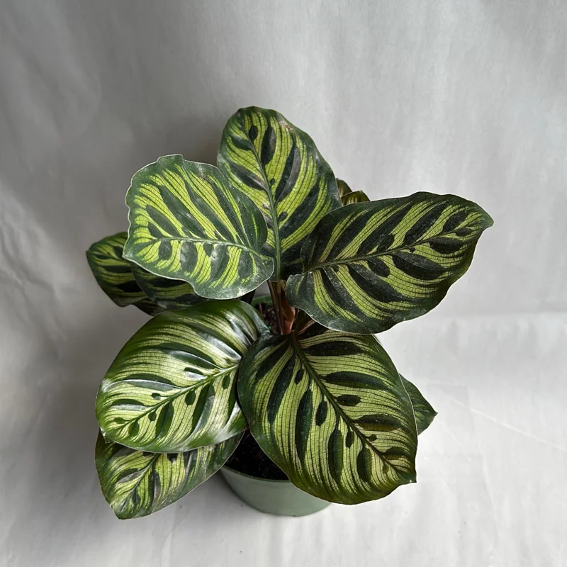Calathea Makoyana Live Plant – 6 inch Pot – Pet-Safe Indoor Houseplant - Image 5