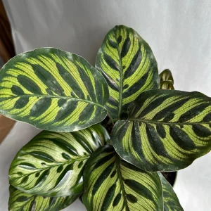 Calathea Makoyana Live Plant – 6 inch Pot – Pet Safe Indoor Houseplant - Image 6