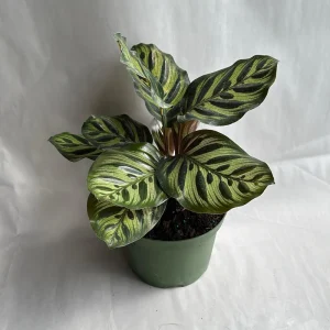 Calathea Makoyana Live Plant – 6 inch Pot – Pet Safe Indoor Houseplant - Image 7