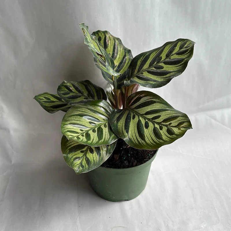 Calathea Makoyana Live Plant – 6 inch Pot – Pet-Safe Indoor Houseplant - Image 7