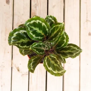 Calathea Medallion Live Plant – 6 inch Pot – Indoor Tropical Houseplant - Image 1
