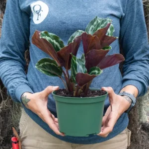 Calathea Medallion Live Plant – 6 inch Pot – Indoor Tropical Houseplant - Image 2