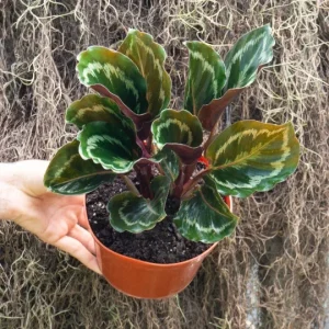 Calathea Medallion Live Plant – 6 inch Pot – Indoor Tropical Houseplant - Image 3