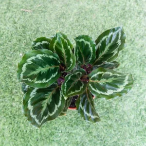 Calathea Medallion Live Plant – 6 inch Pot – Indoor Tropical Houseplant - Image 4