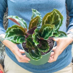 Calathea Medallion Live Plant – 6 inch Pot – Indoor Tropical Houseplant - Image 5
