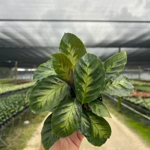 Calathea Misto Live Plant – Tropical Houseplant – 4 inch Pot – Indoor - Image 2