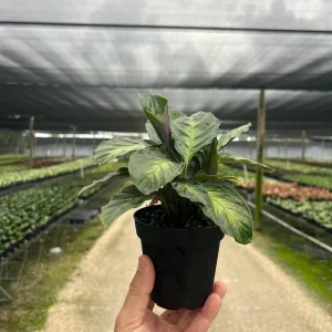 Calathea Misto Live Plant – Tropical Houseplant – 4 inch Pot – Indoor - Image 3