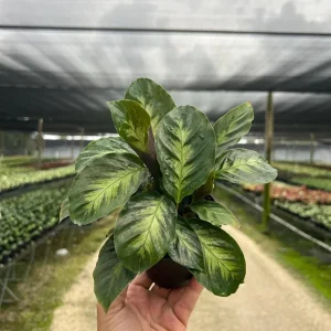 Calathea Misto Live Plant – Tropical Houseplant – 4 inch Pot – Indoor - Image 4