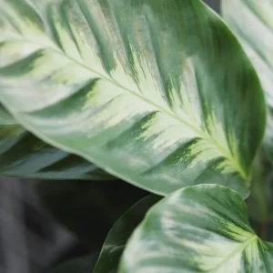 Calathea Misto Live Plant – Tropical Houseplant – 4 inch Pot – Indoor - Image 5