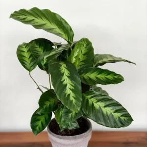 Calathea Misto Live Plant – Tropical Houseplant – 4 inch Pot – Indoor - Image 6