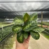 Calathea Misto Live Plant – Tropical Houseplant – 4 inch Pot – Indoor - Image 1