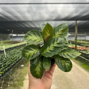 Calathea Misto Live Plant – Tropical Houseplant – 4 inch Pot – Indoor - Image 1