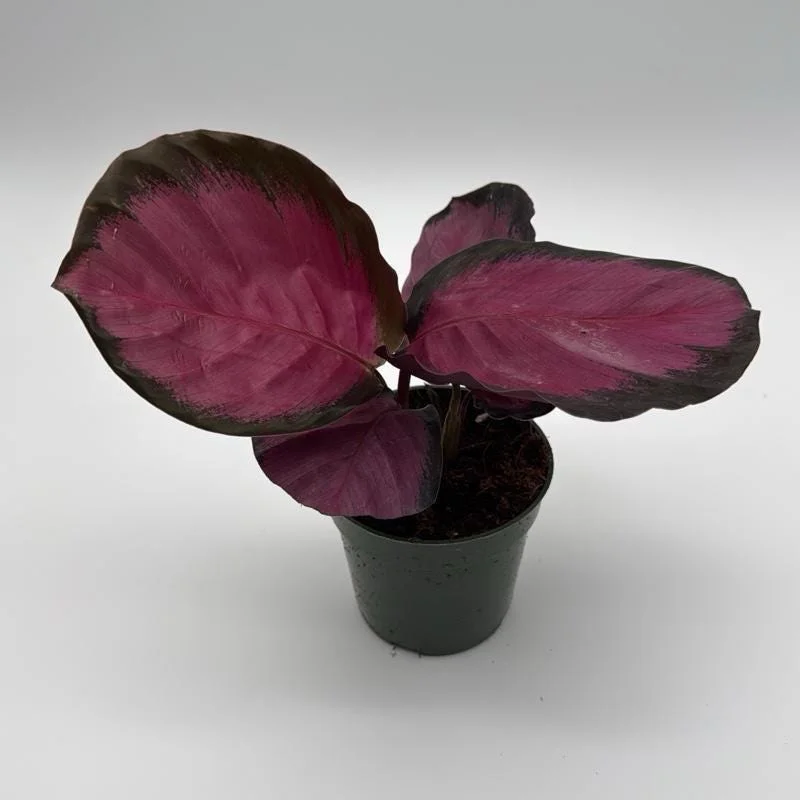 Calathea Pink Star Rosy Live Indoor Plant – 4 Inch Pot – Tropical Foliage - Image 3