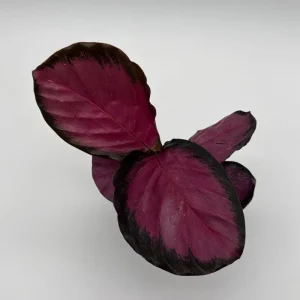 Calathea Pink Star Rosy Live Indoor Plant – 4 Inch Pot – Tropical Foliage - Image 1