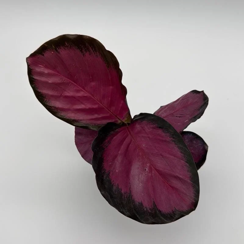 Calathea Pink Star Rosy Live Indoor Plant – 4 Inch Pot – Tropical Foliage - Image 1