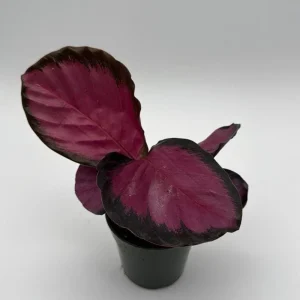 Calathea Pink Star Rosy – Live Indoor Plant – 4" Pot – Tropical Foliage - Image 2