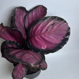 Calathea Pink Star Rosy – Live Indoor Plant – 4