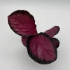 Calathea Pink Star Rosy – Live Indoor Plant – 4" Pot – Tropical Foliage - Image 1