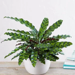 Calathea Rattlesnake Plant Live Tropical Houseplant in 6" Pot Indoor - Image 2