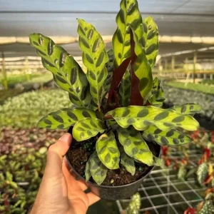 Calathea Rattlesnake Plant Live Tropical Houseplant in 6" Pot Indoor - Image 1
