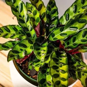 Calathea Rattlesnake Prayer Plant Live Tropical Houseplant in 4" Pot - Image 2