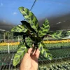 Calathea Rattlesnake Prayer Plant Live Tropical Houseplant in 4" Pot - Image 1