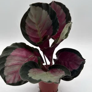 Calathea Roseopicta Live Plant – Pale Rosy Indoor Foliage – Pet Friendly – 4" Pot - Image 2