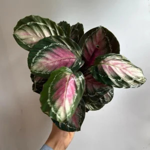 Calathea Roseopicta Live Plant – Pale Rosy Indoor Foliage – Pet Friendly – 4