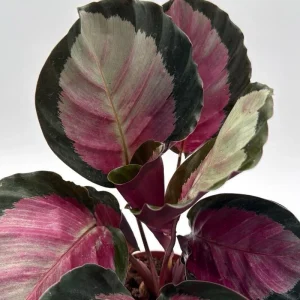 Calathea Roseopicta Live Plant – Pale Rosy Indoor Foliage – Pet Friendly – 4