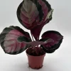 Calathea Roseopicta Live Plant – Pale Rosy Indoor Foliage – Pet Friendly – 4" Pot - Image 1