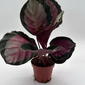 Calathea Roseopicta Live Plant – Pale Rosy Indoor Foliage – Pet Friendly – 4" Pot - Image 1