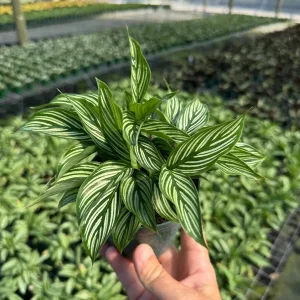 Calathea Vittata Pinstripe Prayer Plant - Live Houseplant in 4 inch Pot - Image 2