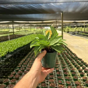 Calathea Vittata Pinstripe Prayer Plant - Live Houseplant in 4 inch Pot - Image 3