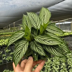 Calathea Vittata Pinstripe Prayer Plant - Live Houseplant in 4 inch Pot - Image 4