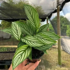 Calathea Vittata Pinstripe Prayer Plant - Live Houseplant in 4 inch Pot - Image 1