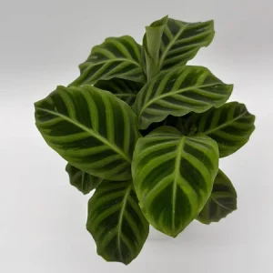 Calathea Zebrina Live Plant – 6 Inch Pot – Pet-Friendly Houseplant - Image 2
