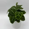 Calathea Zebrina Live Plant – 6 Inch Pot – Pet-Friendly Houseplant - Image 1