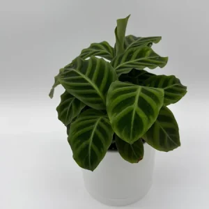 Calathea Zebrina Live Plant – 6 Inch Pot – Pet-Friendly Houseplant - Image 1