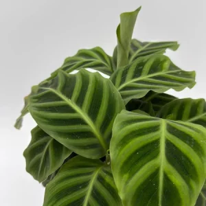 Calathea Zebrina Live Plant – 6 Inch Pot – Pet-Friendly Houseplant - Image 3