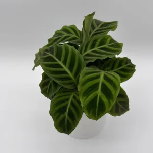 Calathea Zebrina Live Plant – 6 Inch Pot – Pet-Friendly Houseplant - Image 4
