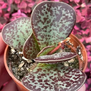 Calico Hearts Succulent Live Plant – Adromischus Maculatus – Unique Foliage - Image 2