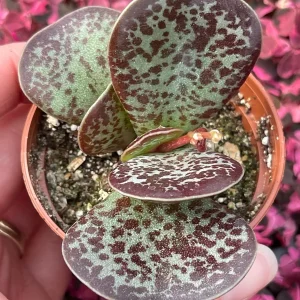 Calico Hearts Succulent Live Plant – Adromischus Maculatus – Unique Foliage - Image 3