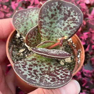 Calico Hearts Succulent Live Plant – Adromischus Maculatus – Unique Foliage - Image 4